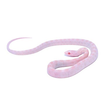 Blizzard Blood Red Corn Snake